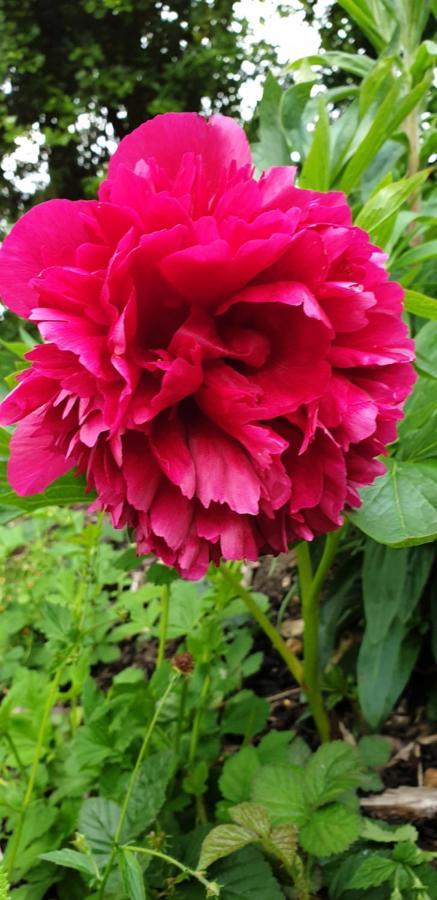 Rose Farm Panzió Honiton Kültér fotó