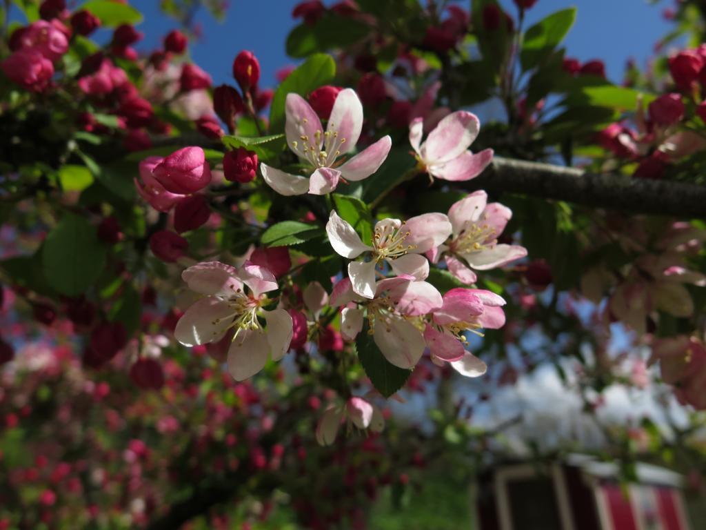 Rose Farm Panzió Honiton Kültér fotó