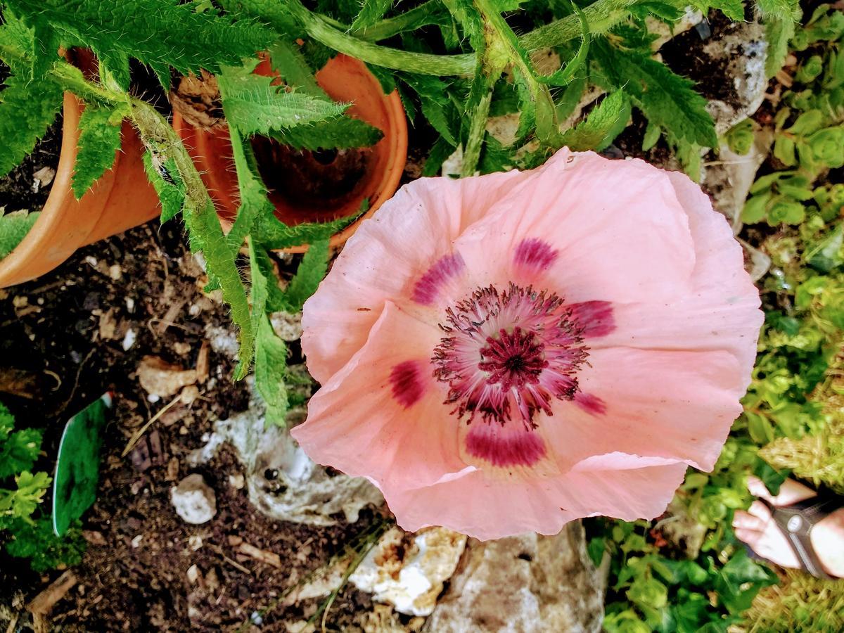 Rose Farm Panzió Honiton Kültér fotó