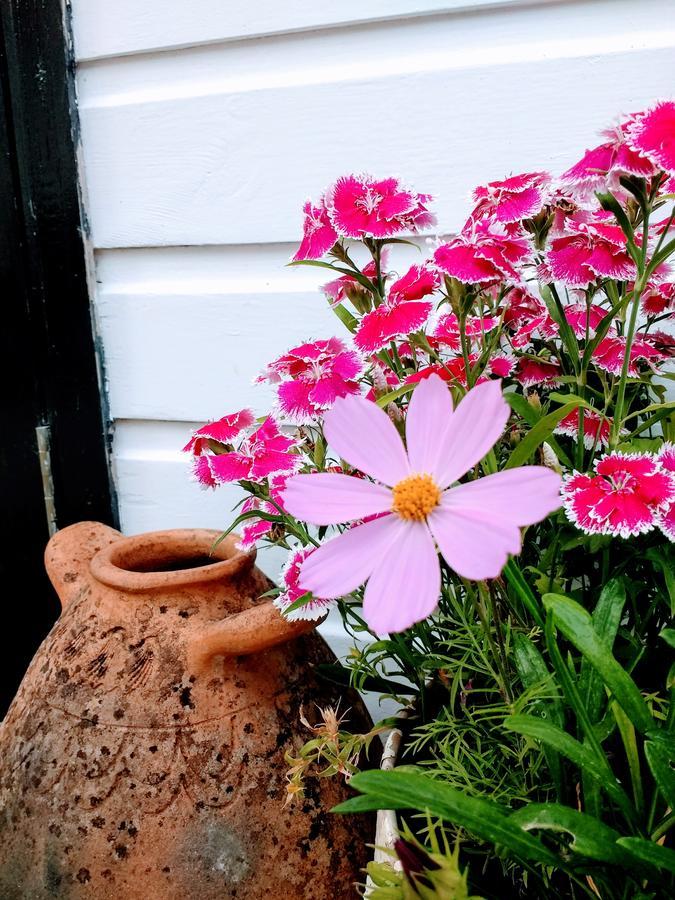 Rose Farm Panzió Honiton Kültér fotó