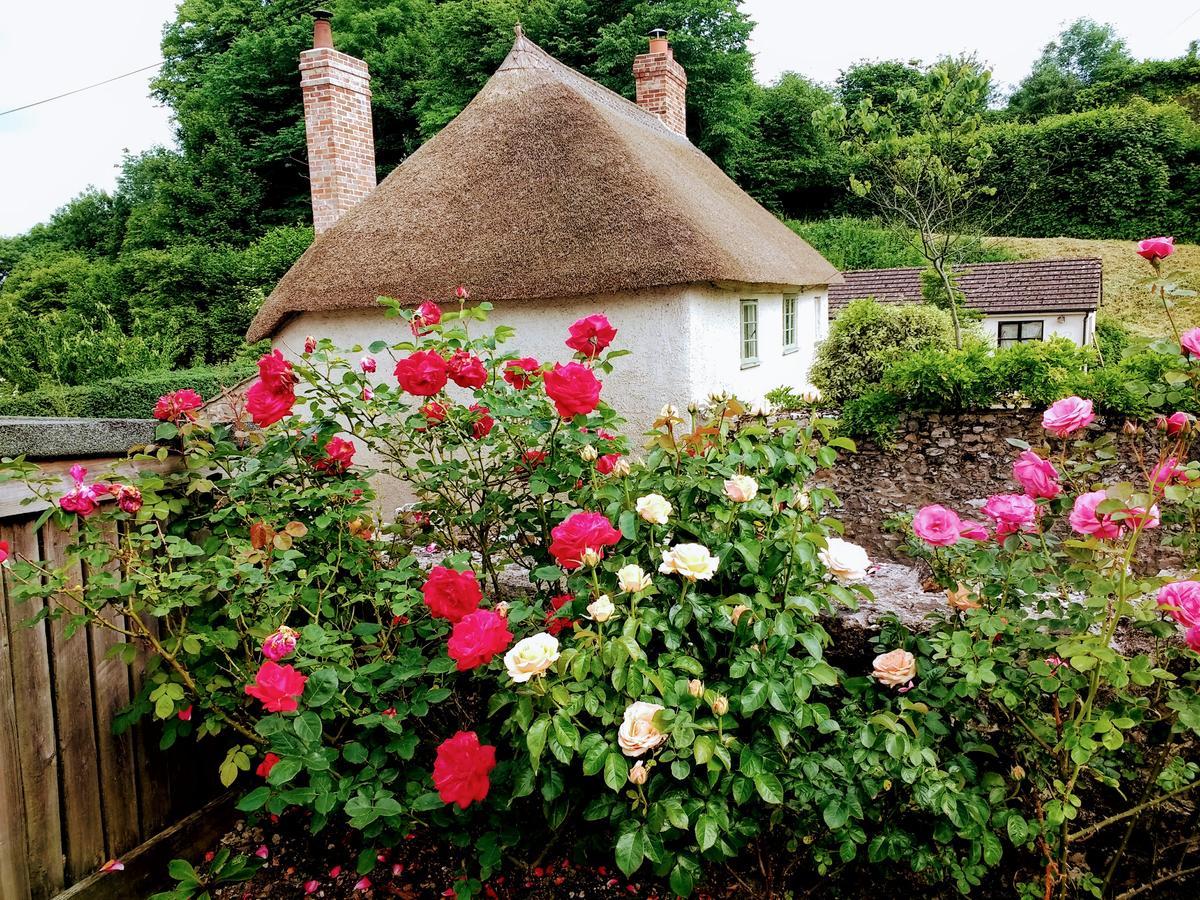 Rose Farm Panzió Honiton Kültér fotó